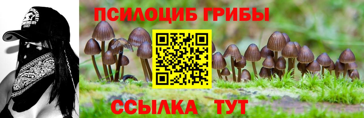 Алейск  Галлюциногенные грибы Psilocybe  Вход с VPN 